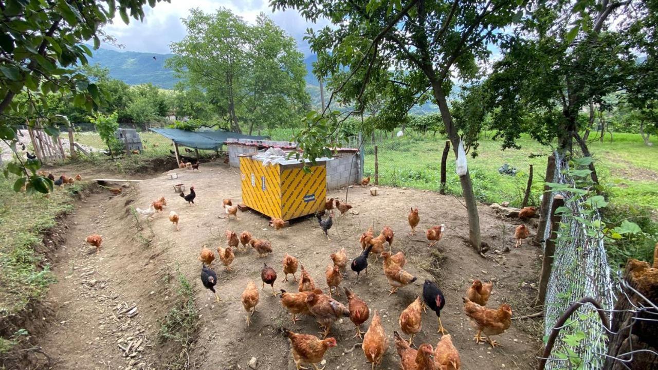 Vila Disha Tiran Dış mekan fotoğraf