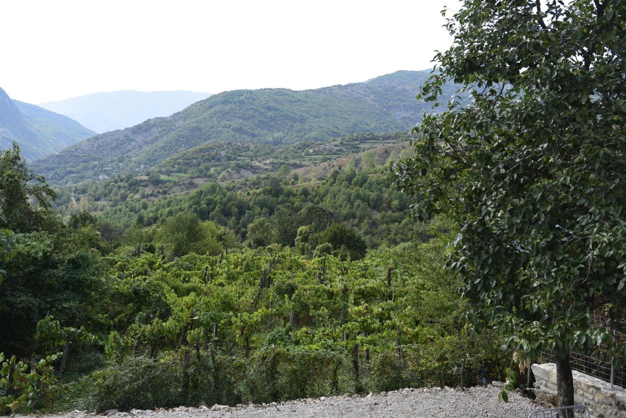 Vila Disha Tiran Oda fotoğraf