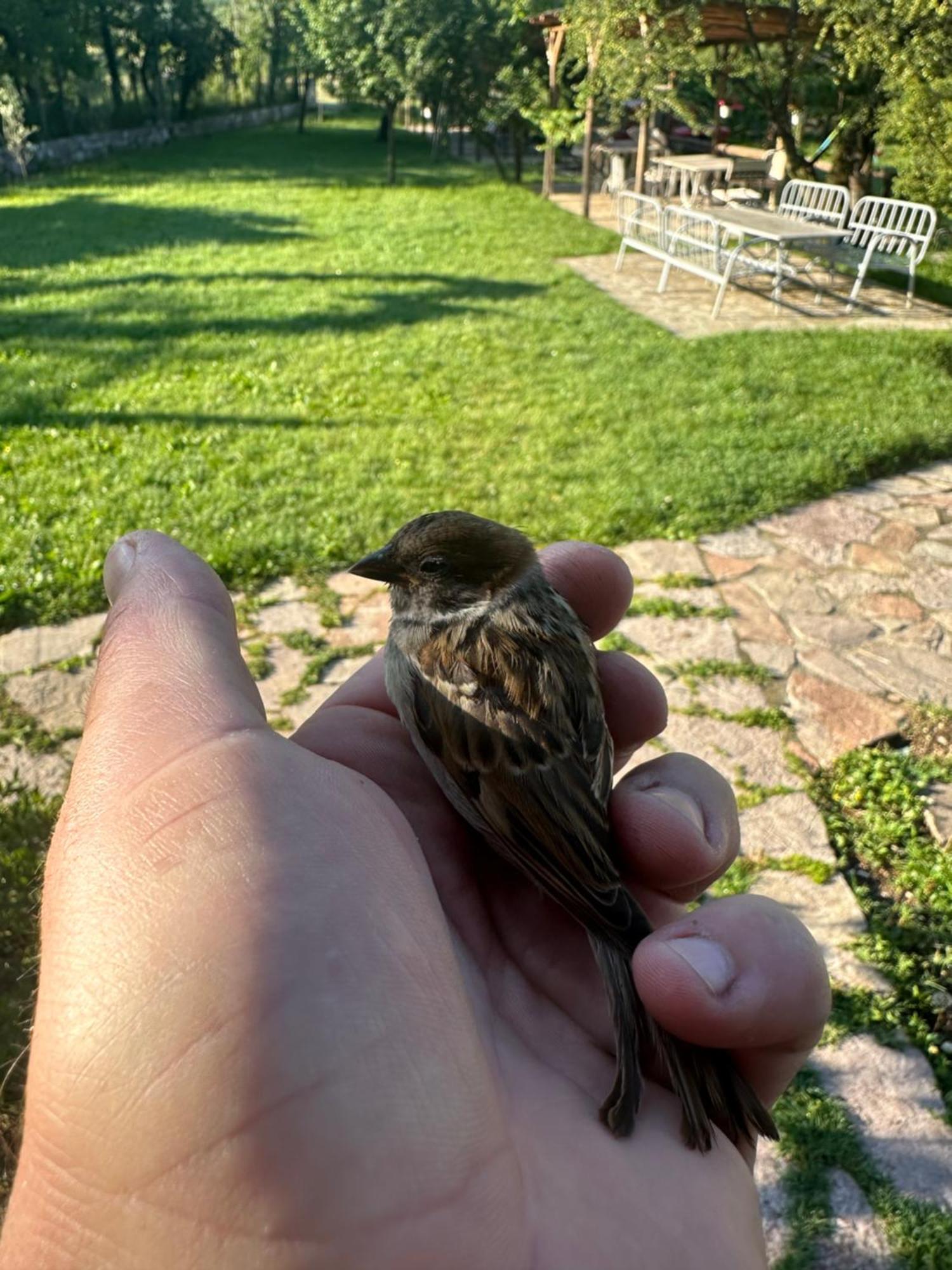 Vila Disha Tiran Dış mekan fotoğraf