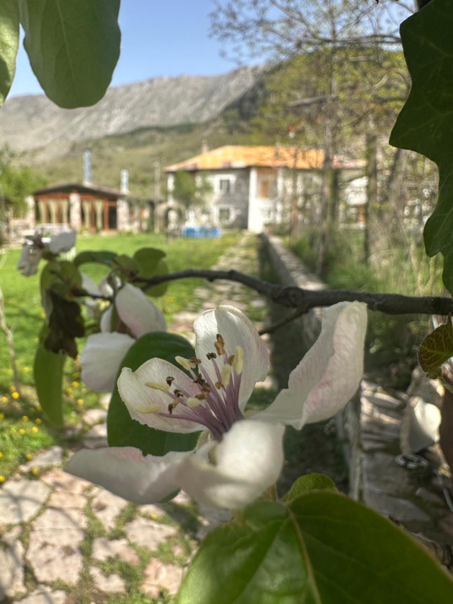 Vila Disha Tiran Dış mekan fotoğraf